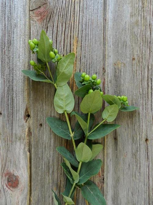 MAGICAL VICTORY  GREEN HYPERICUM